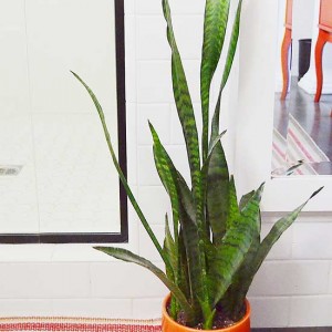 homie spiti fyta gia to mpanio Snake Plant